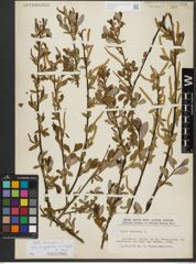 Foto von Salix triandra subsp. amygdalina (L.) Schübl. & G. Martens